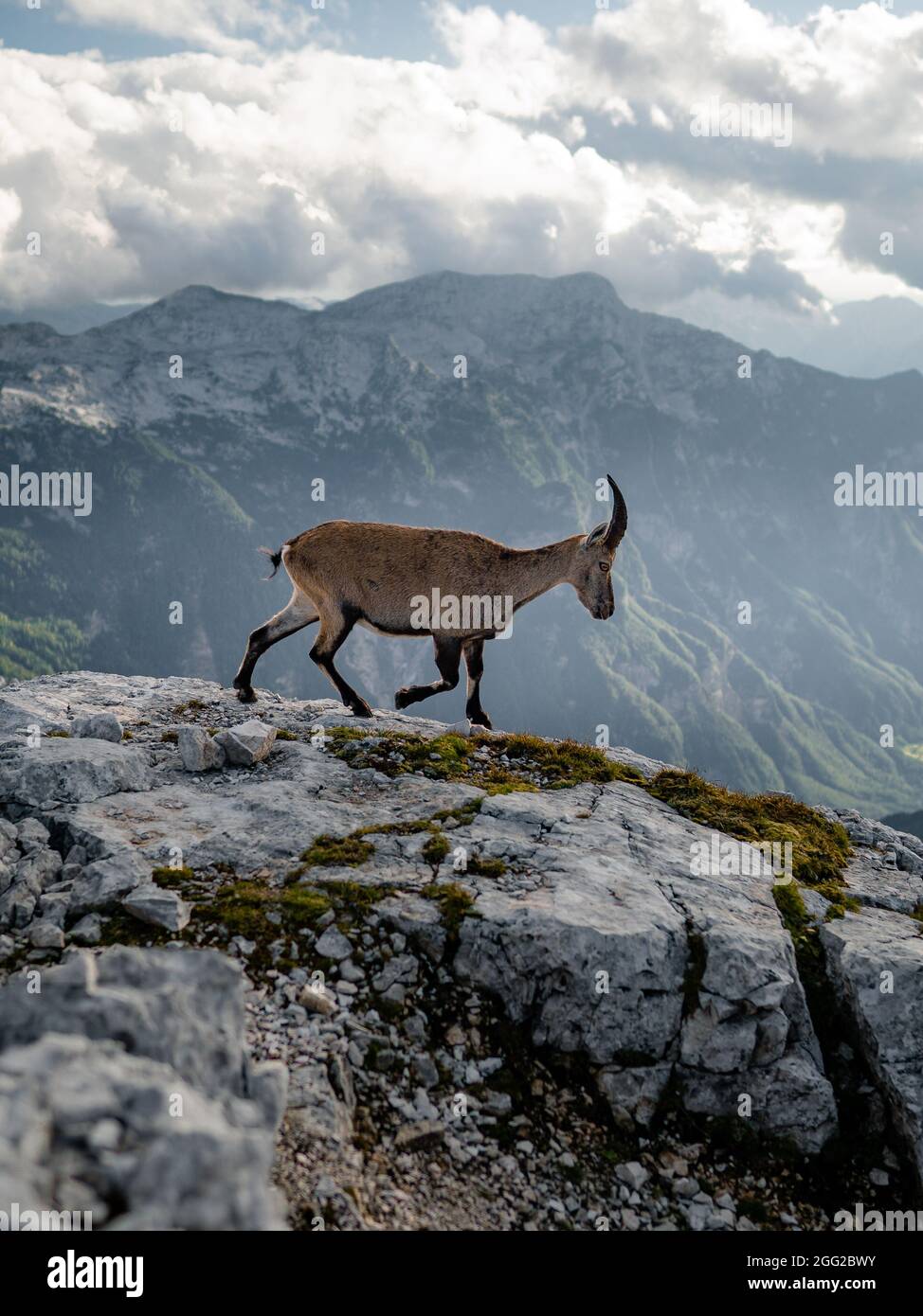 Chamois, Rupicapra rupicapra tatranica, sur la colline rocheuse, pierre en arrière-plan, Alpes juliennes, Italie. Scène de la faune avec un animal de corne Banque D'Images