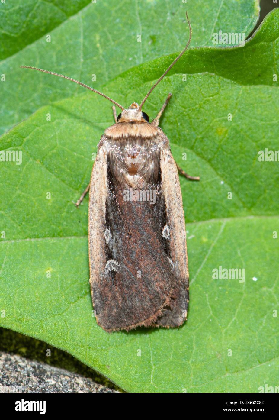 Papillon des papillons (Ochrompleura plecta), Royaume-Uni, un papillon de la famille des Noctuidae Banque D'Images
