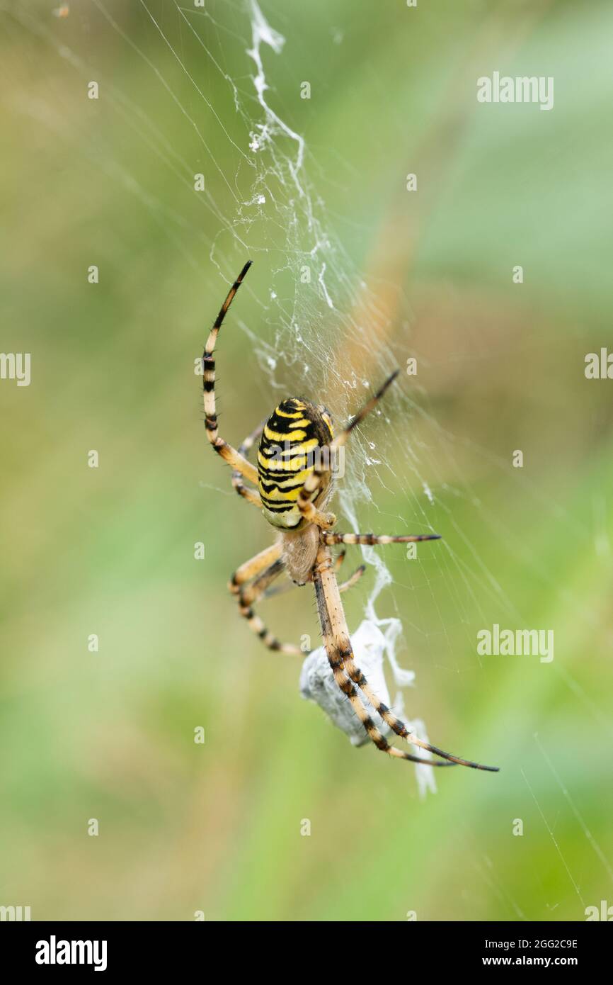 Araignée de guêpe (Argiope bruennichi) avec des proies sur son web, Royaume-Uni, à la fin de l'été Banque D'Images