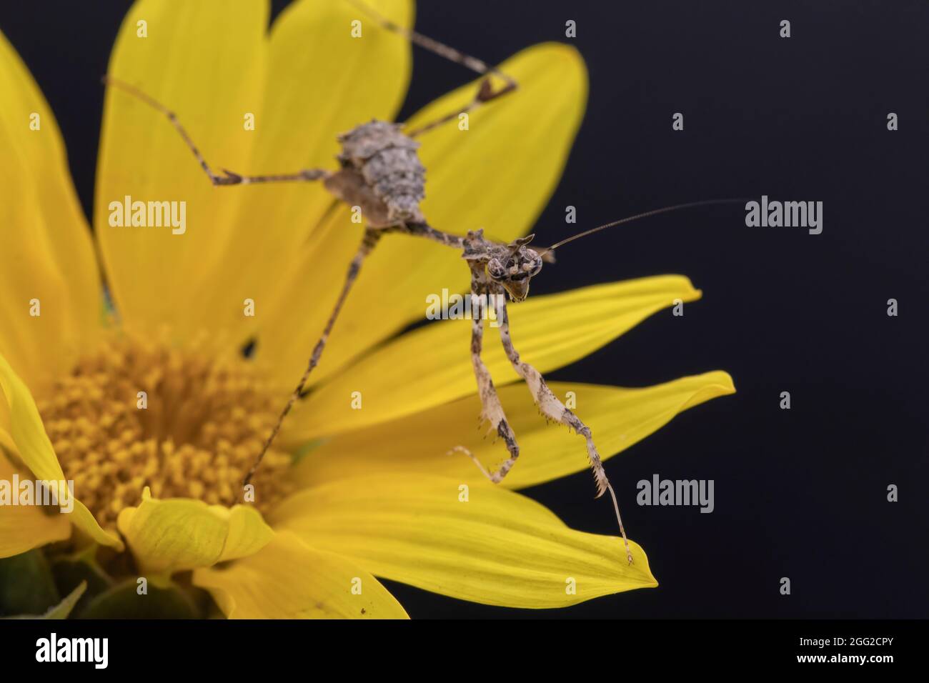 Une macro-photographie d'un Mantis de prière Cryptic rampant sur les pétales d'une fleur jaune, avec un fond noir. Banque D'Images