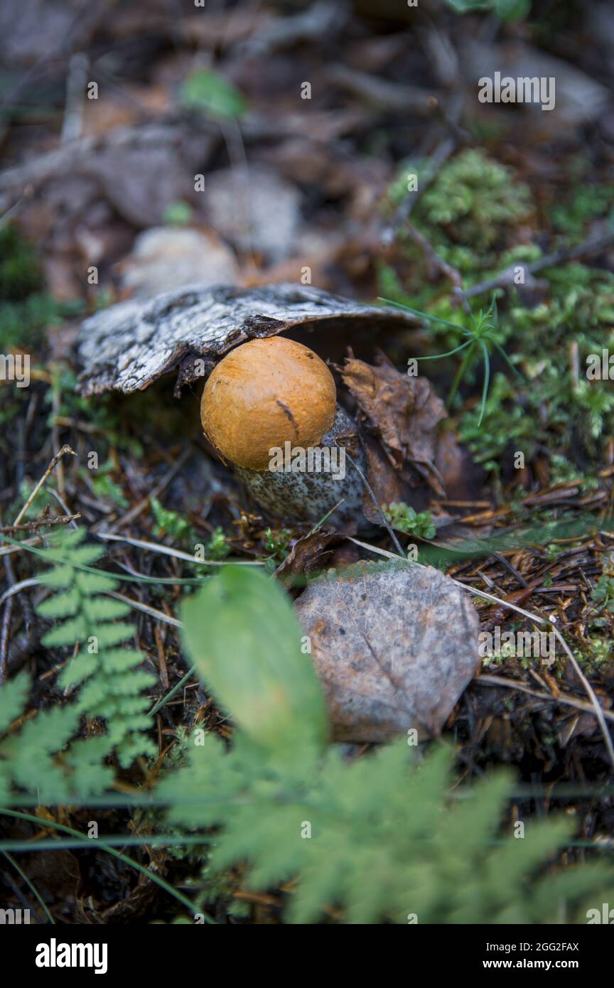 Petit beau champignon brun de peuplier faux-tremble de sous l'écorce déchue d'un bouleau, feuilles d'automne, mousse et haute herbe dans une forêt lettone légère Banque D'Images