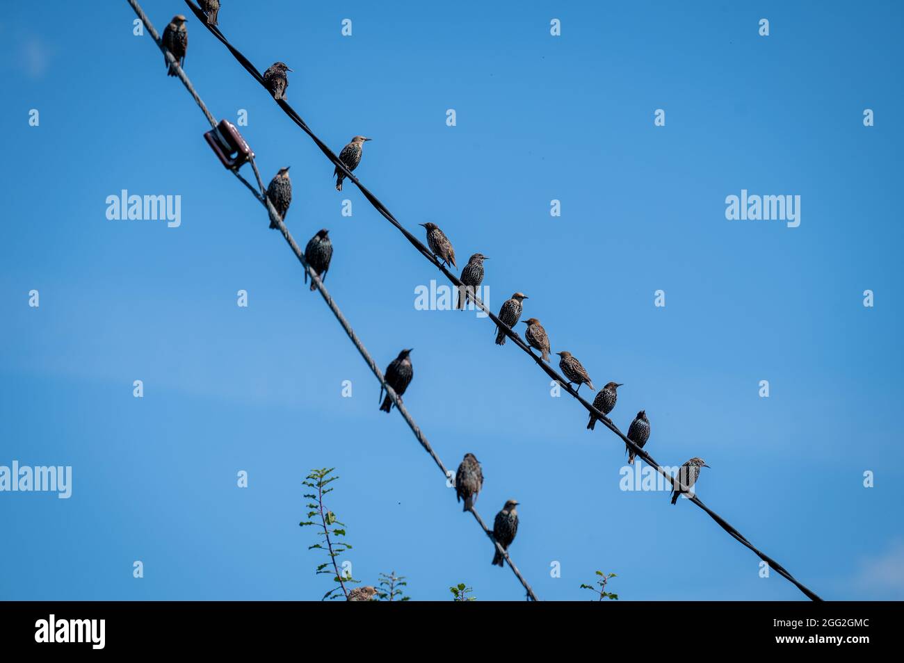 Jeunes étoiles [Sturnus vulgaris] sur des lignes électriques sous le soleil de l'été. Banque D'Images