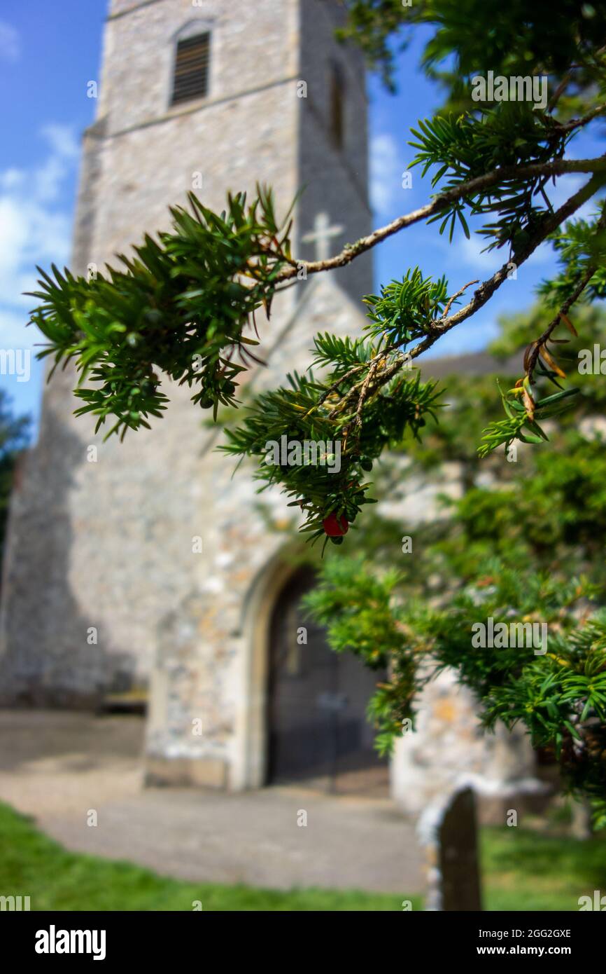 Église de Bergh Apton, arbre à Yew, Taxus baccata Banque D'Images