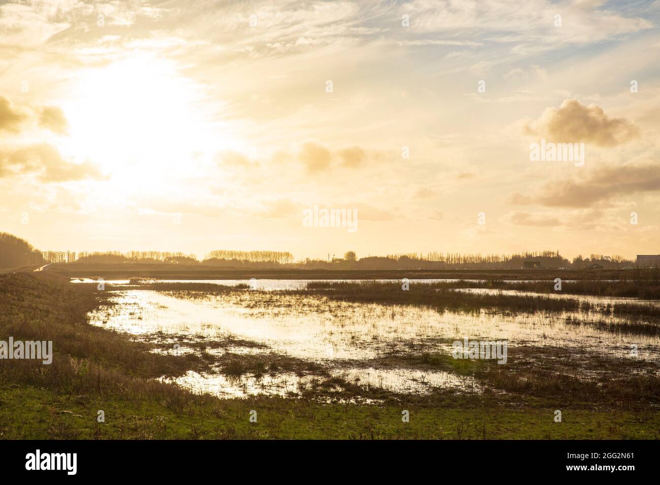 Plantation de jeunes arbres pour cultiver une nouvelle forêt dans un nouveau paysage naturel appelé de Nieuwe Driemanspuder, pays-Bas Banque D'Images