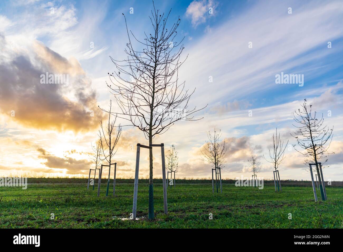 Plantation de jeunes arbres pour cultiver une nouvelle forêt dans un nouveau paysage naturel appelé de Nieuwe Driemanspuder, pays-Bas Banque D'Images