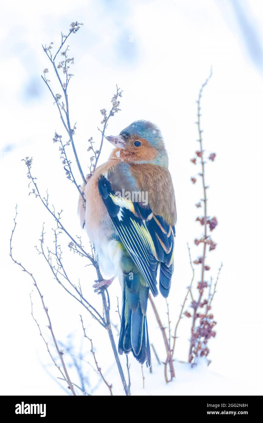 Gros plan d'un chaffinch mâle, Fringilla coelebs, fourrager dans la neige, beau cadre froid d'hiver Banque D'Images