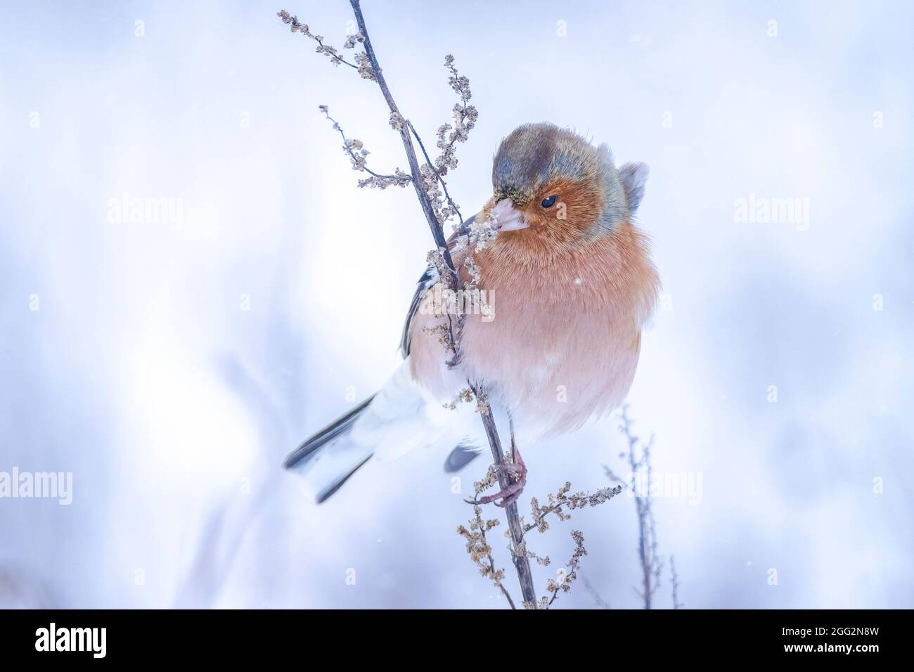 Gros plan d'un chaffinch mâle, Fringilla coelebs, fourrager dans la neige, beau cadre froid d'hiver Banque D'Images