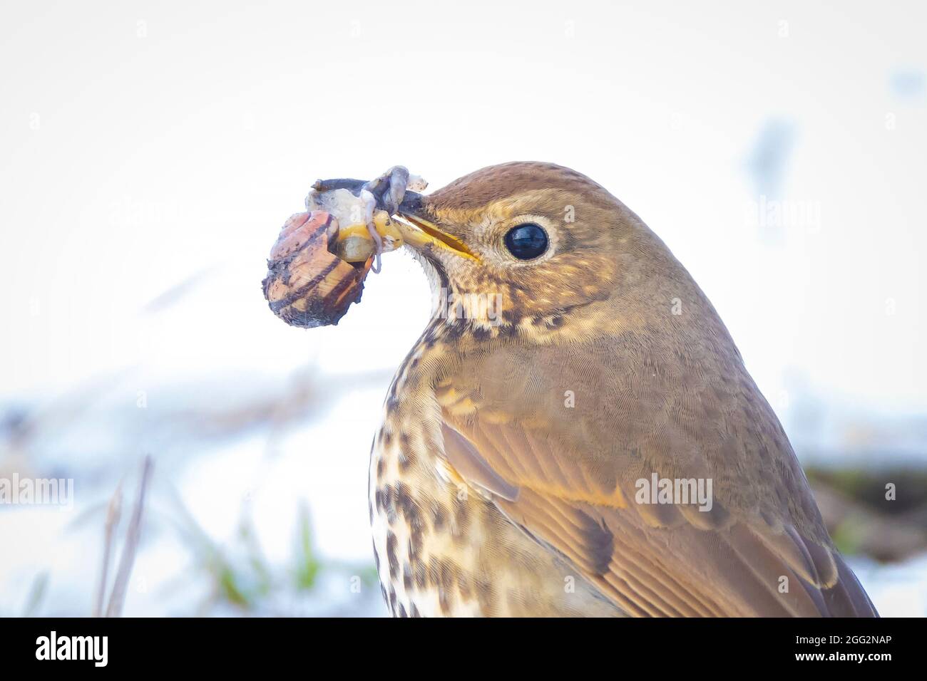 Gros plan d'une chanson d'oiseau de muguet, Turdus philomelos, fourrager dans la neige, beau froid cadre d'hiver Banque D'Images