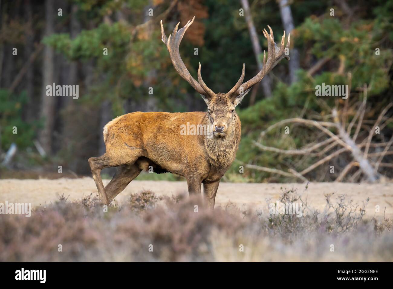 cervus elaphus, un mâle de cerf rouge, se rentriant pendant la saison d'accouplement sur un champ près d'une forêt où la bruyère pourpre fleurisse. Parc national de Hoge Veluwe Banque D'Images