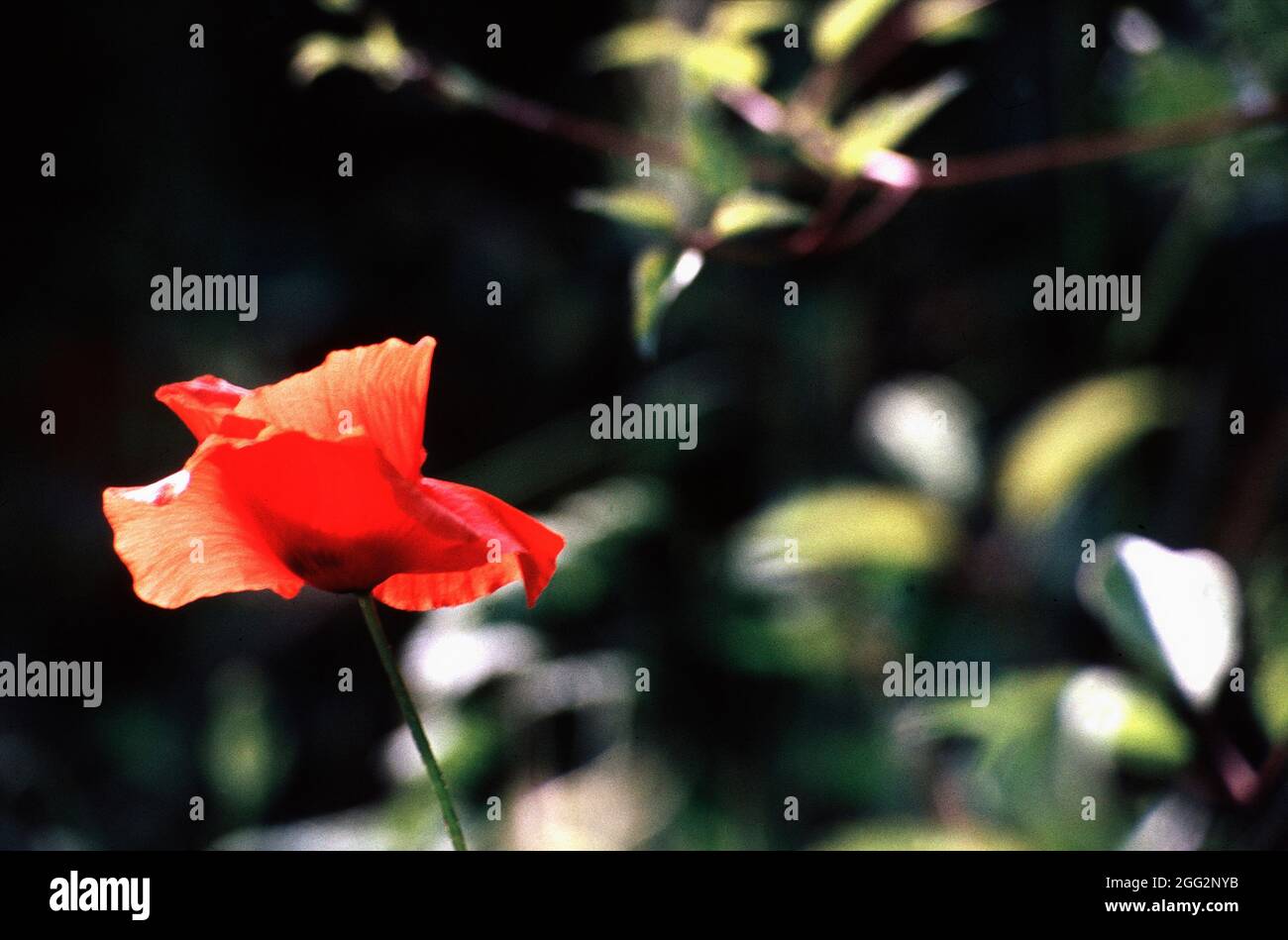 Un coquelicot illuminé par le soleil devant un arrière-plan sombre Banque D'Images