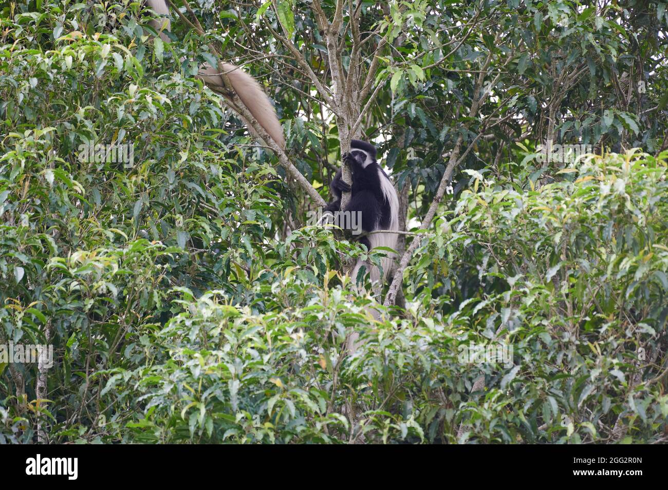 La guérilla mangée (Colobus guereza), aussi connue sous le nom de guérilla, le colobus noir et blanc de l'est ou le colobus noir et blanc de l'Abyssinian Banque D'Images