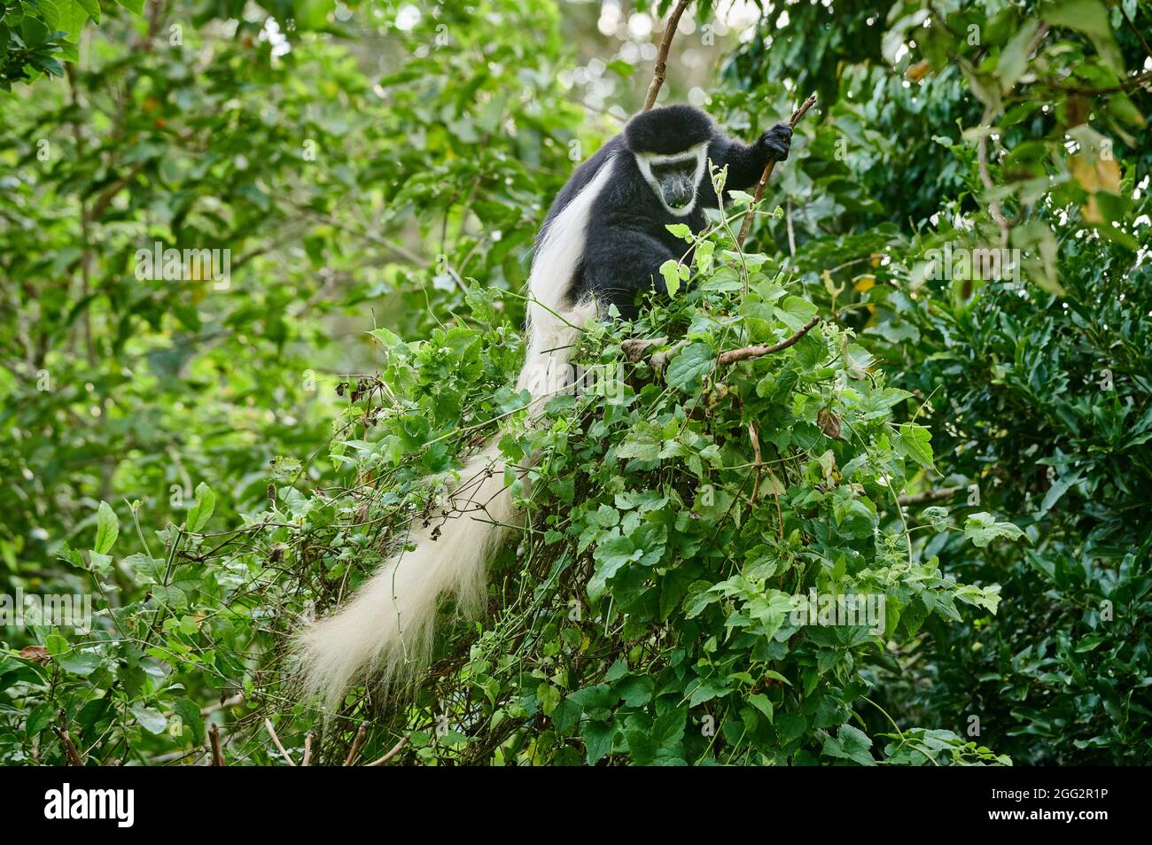 La guérilla mangée (Colobus guereza), aussi connue sous le nom de guérilla, le colobus noir et blanc de l'est ou le colobus noir et blanc de l'Abyssinian Banque D'Images