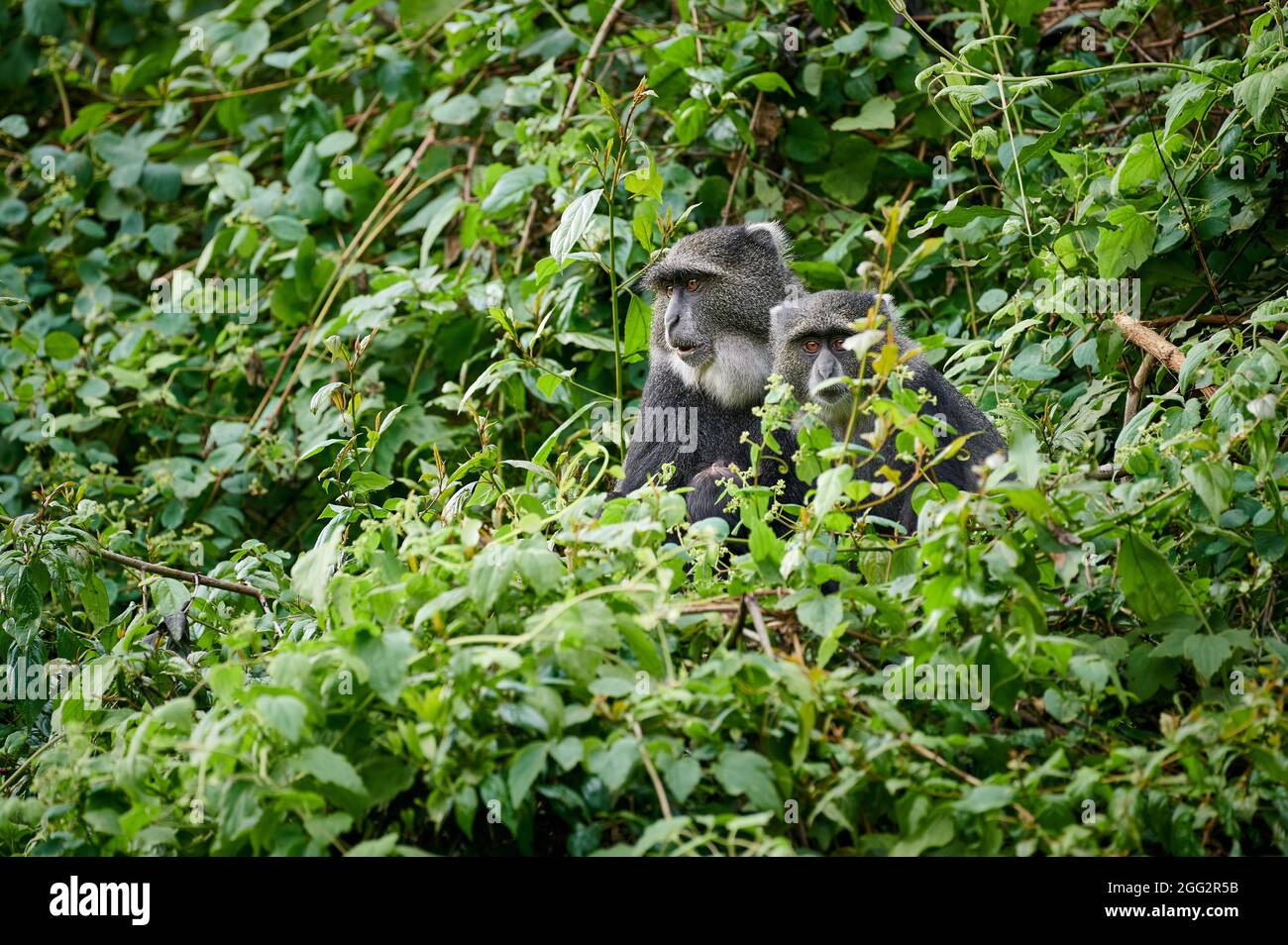 Deux singes bleus ou singes diademés (Cercopithecus mitis), Parc national d'Arusha, Tanzanie Afrique Banque D'Images