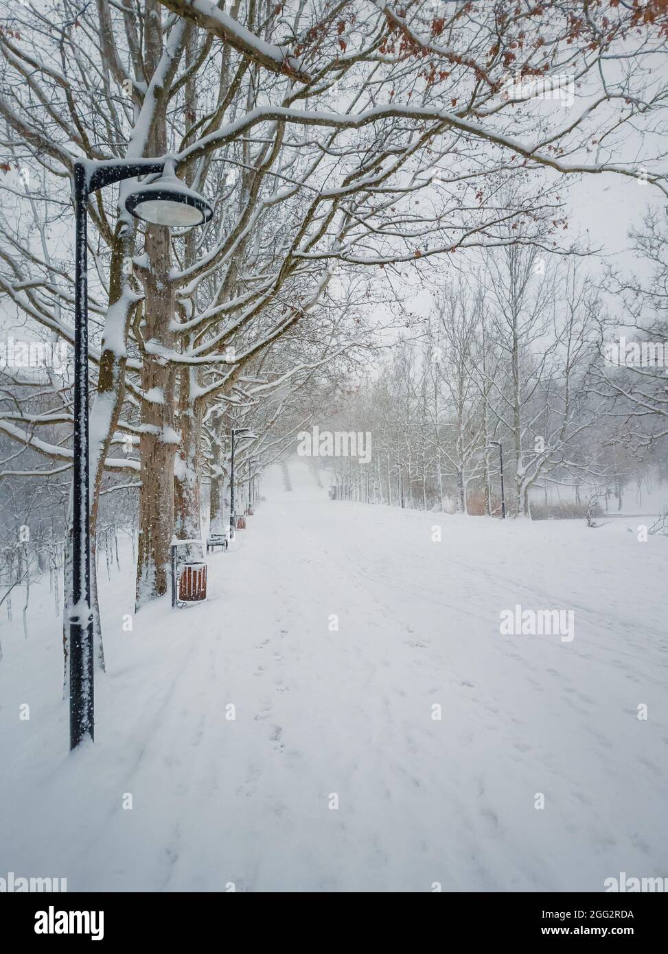 Matin d'hiver libre dans le parc couvert de neige blanche et moelleuse. Belle scène, saison froide, neige atmosphère dans la place. Silencieux et paisible Banque D'Images