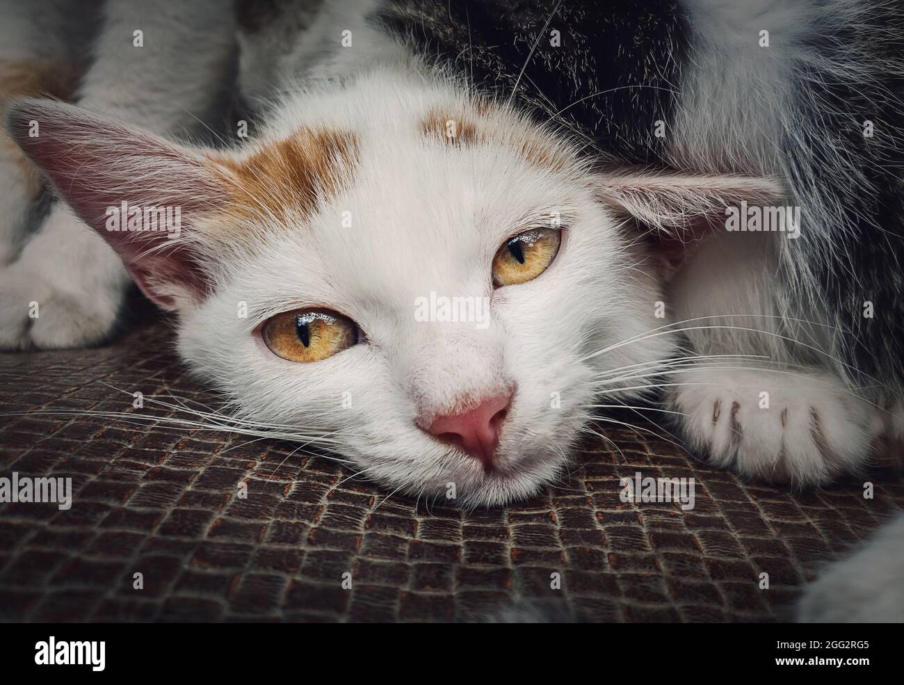 Gros plan chaton abandonné de couleur blanche regardant l'appareil photo avec des yeux jaunes merveilleux et réfléchis. Portrait de chat sans-abri adoptable à t Banque D'Images