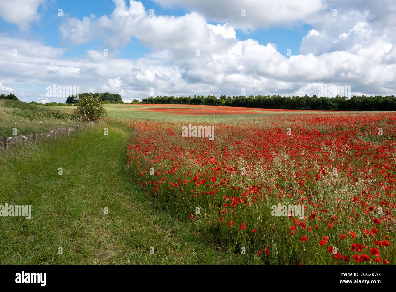 Mer Rouge de champs de pavot le jour de l'été britannique avec ciel bleu et nuages blancs Banque D'Images