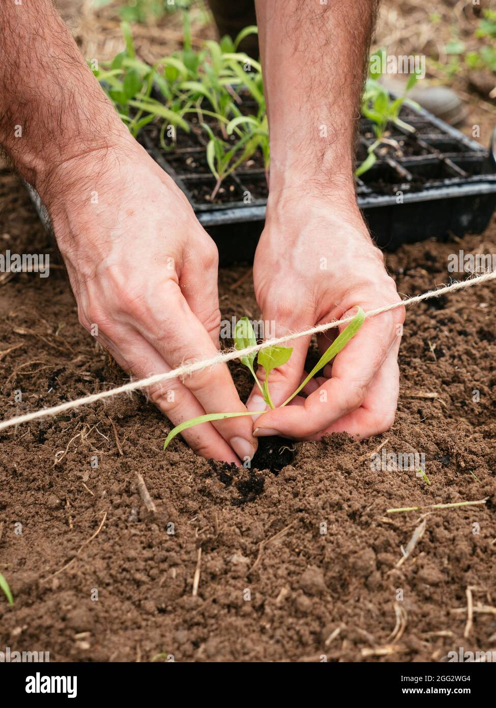 Jardinier plantant des semis d'épinards en rangée. Banque D'Images