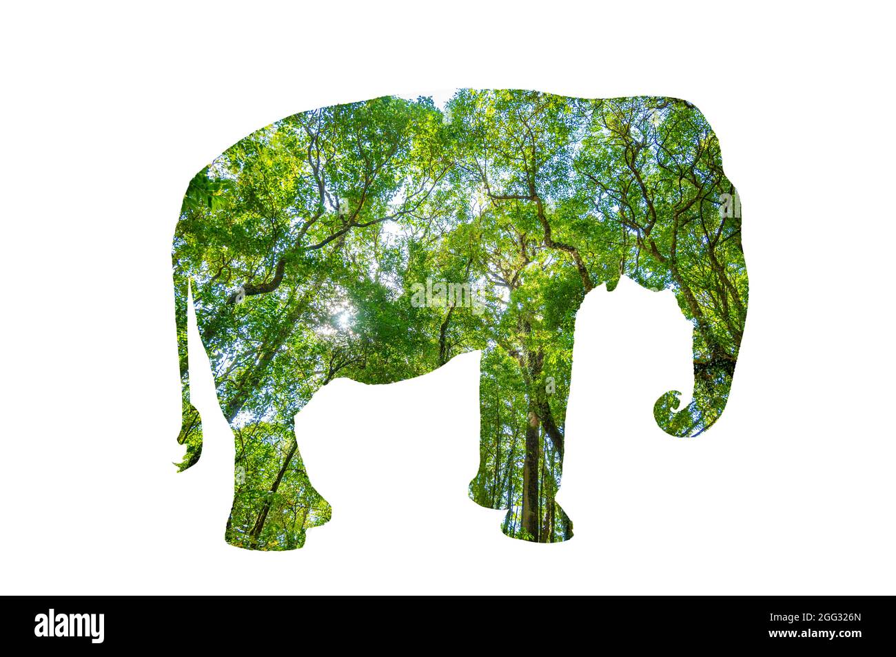 Silhouette de forêt de la Journée mondiale de la faune en forme de concept de conservation de la faune sauvage et de la forêt Banque D'Images