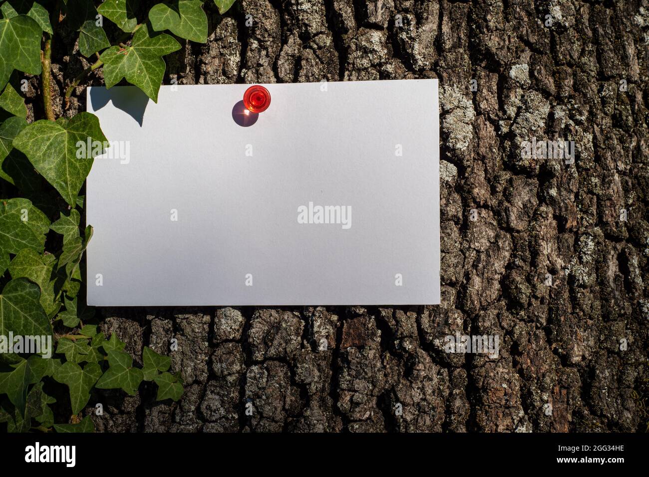 Carte de vœux vierge, carte de visite, maquette de carte d'invitation accrochée à l'épingle rouge sur l'arbre. Écorce en arrière-plan et ivie piétinante dans le natur Banque D'Images
