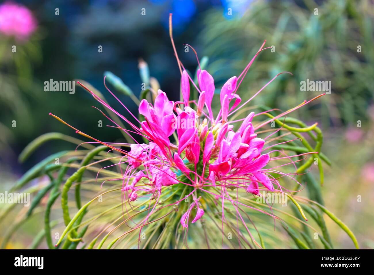 Fleur d'araignée. Cleome spinosa. Belles fleurs roses exotiques insolites sur fond vert naturel. Communément connu sous le nom de plante d'abeille araignée, rose queen, gran Banque D'Images