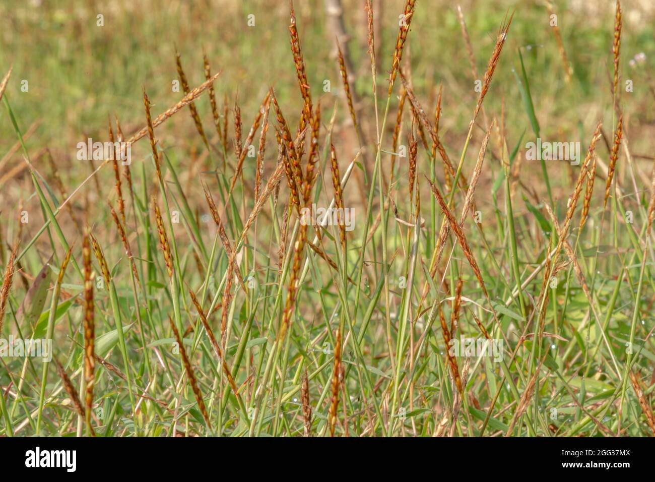 Les mauvaises herbes qui poussent à l'état sauvage dans les rizières deviennent des mauvaises herbes et deviennent des ennemis des agriculteurs parce qu'elles réduisent la productivité des terres Banque D'Images