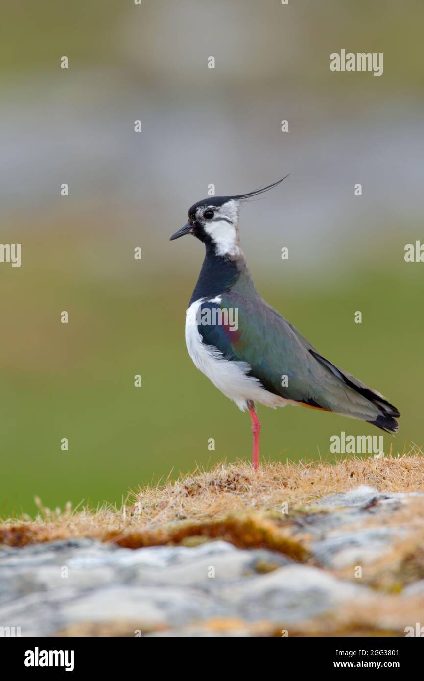 Un mâle adulte de la branche du Laponge du Nord (Vanellus vanellus) dans le plumage de reproduction sur l'Uist du Nord, Hébrides extérieures, Écosse Banque D'Images