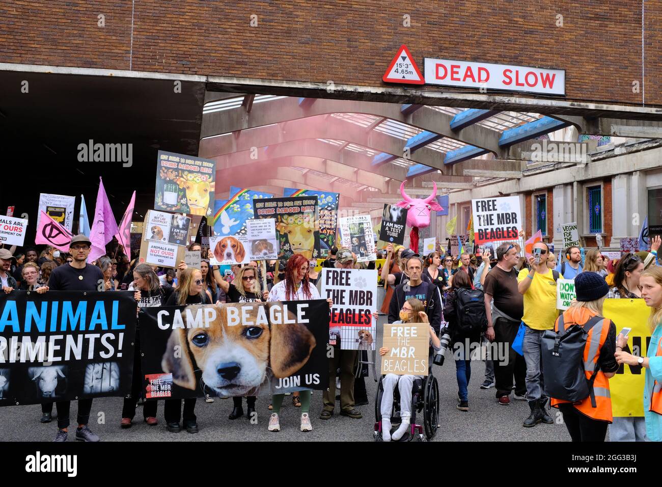 LONDRES - 28 AOÛT 2021 : les manifestants de la rébellion des animaux à l'occasion de la Marche nationale des droits des animaux à Londres. Banque D'Images