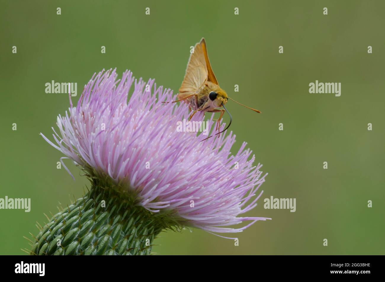 Capitaine du Delaware, Antrytone logan, nectaring de Tall Thistle, Cirsium altissimum Banque D'Images