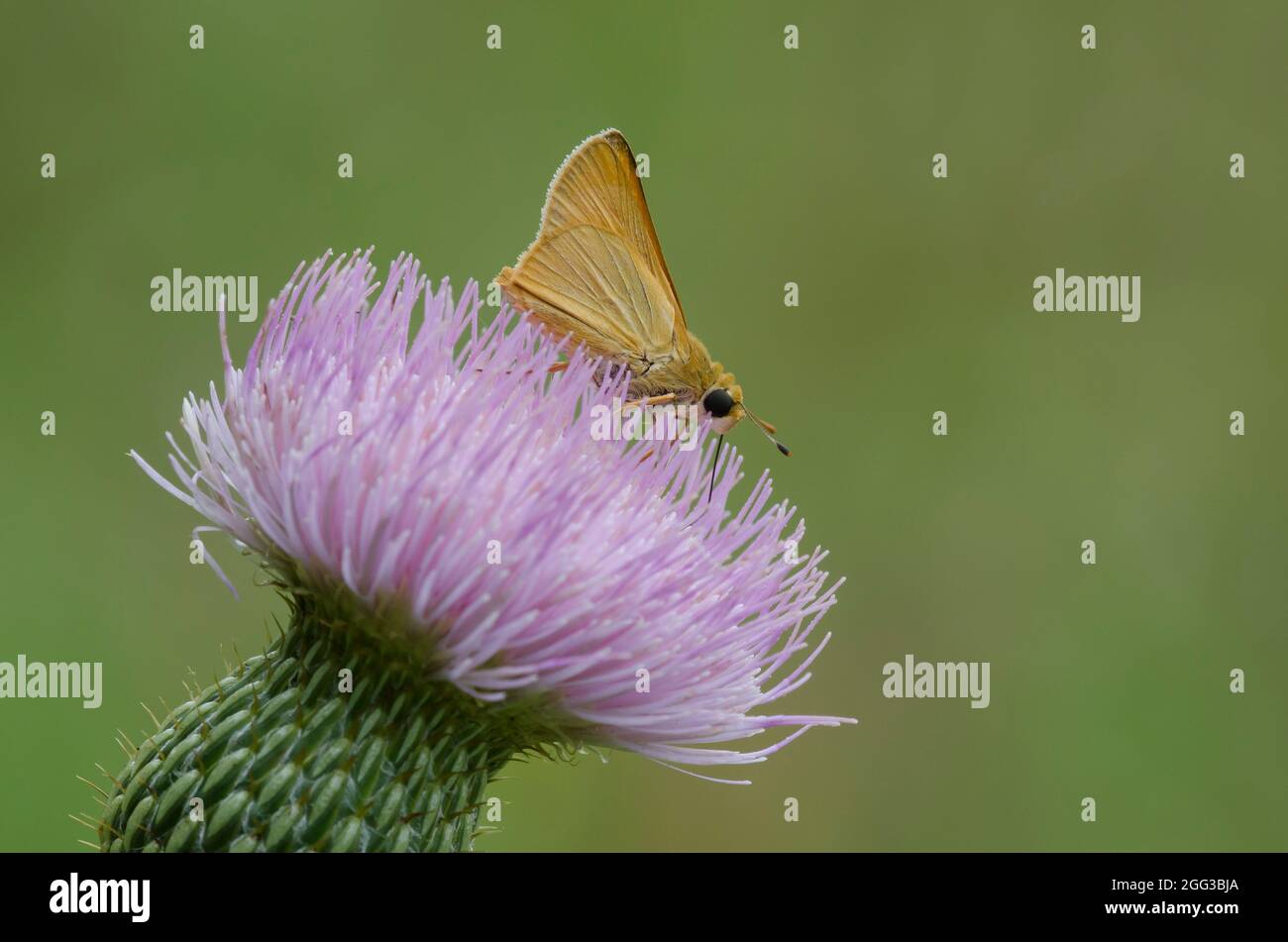 Capitaine du Delaware, Antrytone logan, nectaring de Tall Thistle, Cirsium altissimum Banque D'Images