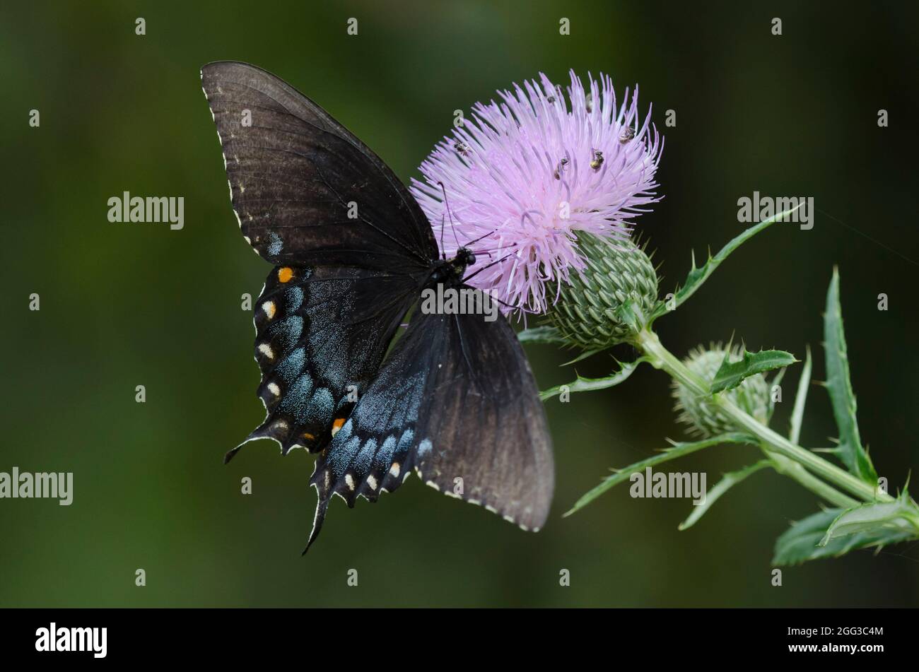 Tiger Swallowtail de l'est, Pterourus glaucus, forme noire femelle nectaring de Tall Thistle, Cirsium altissimum Banque D'Images