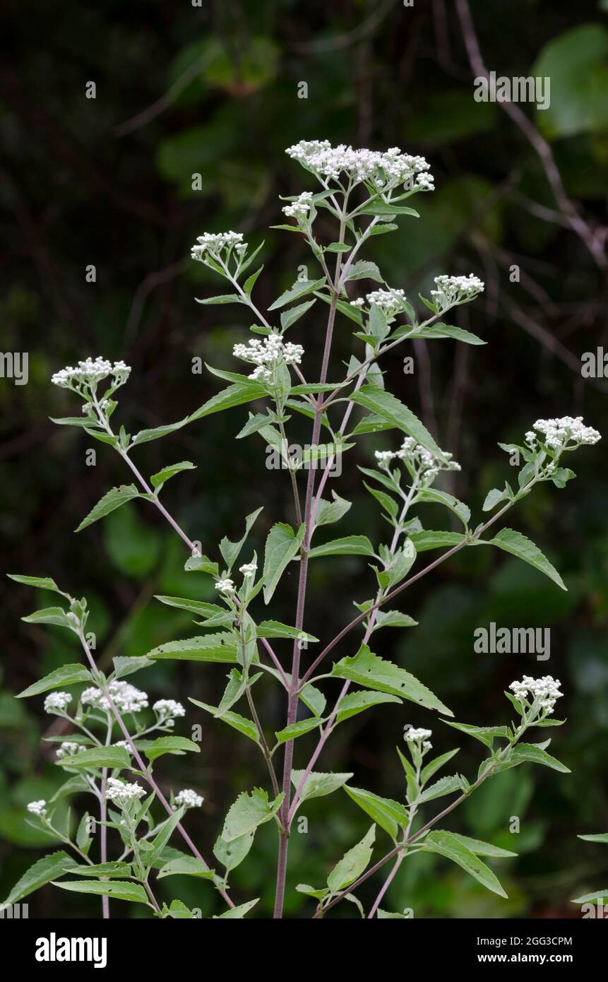 Lateflowering Thoroughwort, Eupatorium serotinum Banque D'Images