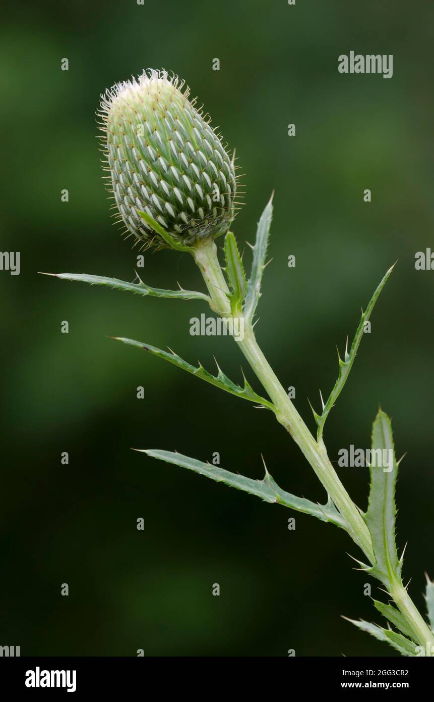 Grand Thistle, Cirsium altissimum Banque D'Images