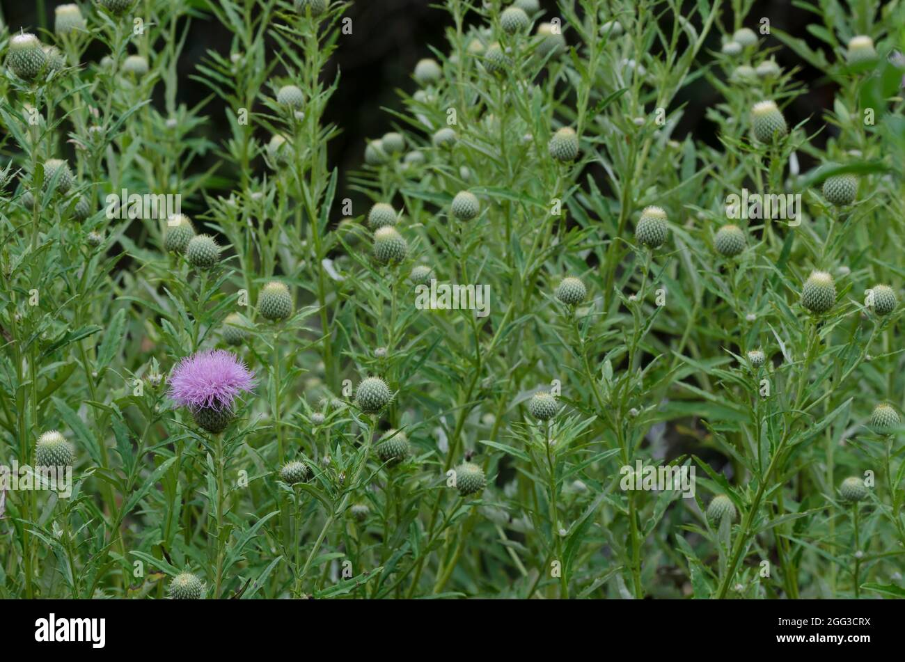 Grand Thistle, Cirsium altissimum Banque D'Images