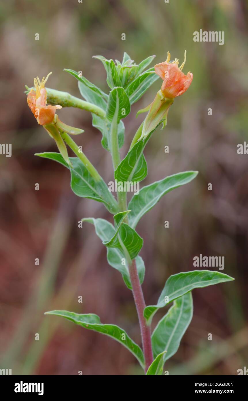 Common Evening-primrose, Oenothera biennis Banque D'Images