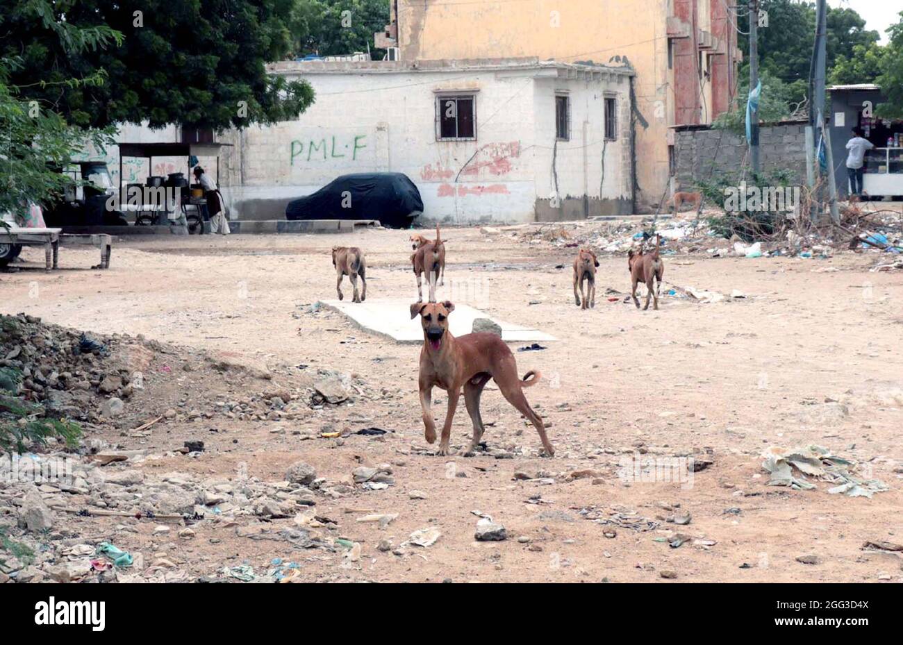 Les chiens de rue sont à la recherche de nourriture qui peuvent nuire aux personnes montrant la négligence du département concerné, situé dans la région de Liaquatabad de Karachi le samedi 28 août 2021. Banque D'Images