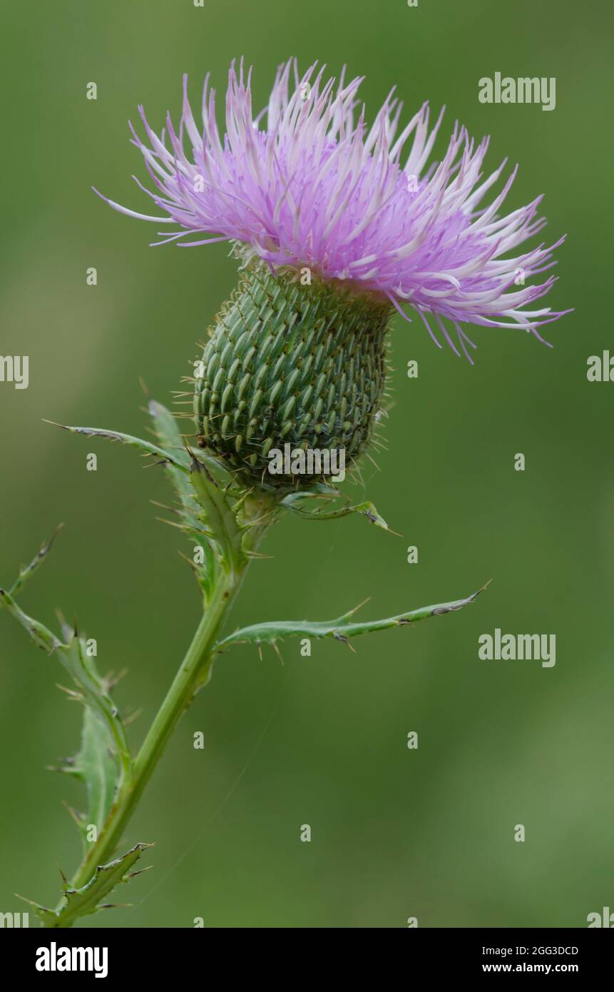 Grand Thistle, Cirsium altissimum Banque D'Images