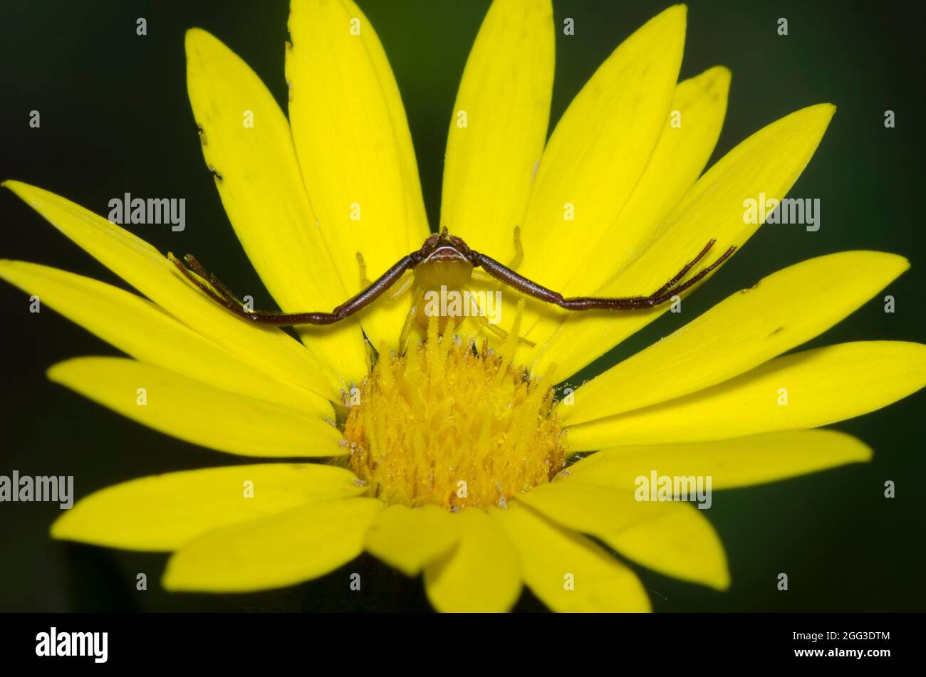 Araignée de crabe à badilles blanches, Misumenoides formosipes, mâle qui se cache sur le Goldenaster mou, Bradburia pilosa Banque D'Images