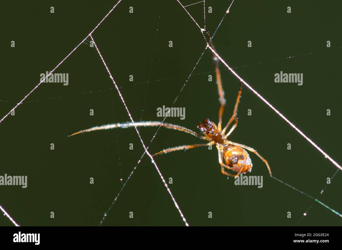 Pousykely Spider, Argyrodes sp., homme, dans le site web de cleptoparasite une argiope noir et jaune, l'Argiope aurantia Banque D'Images