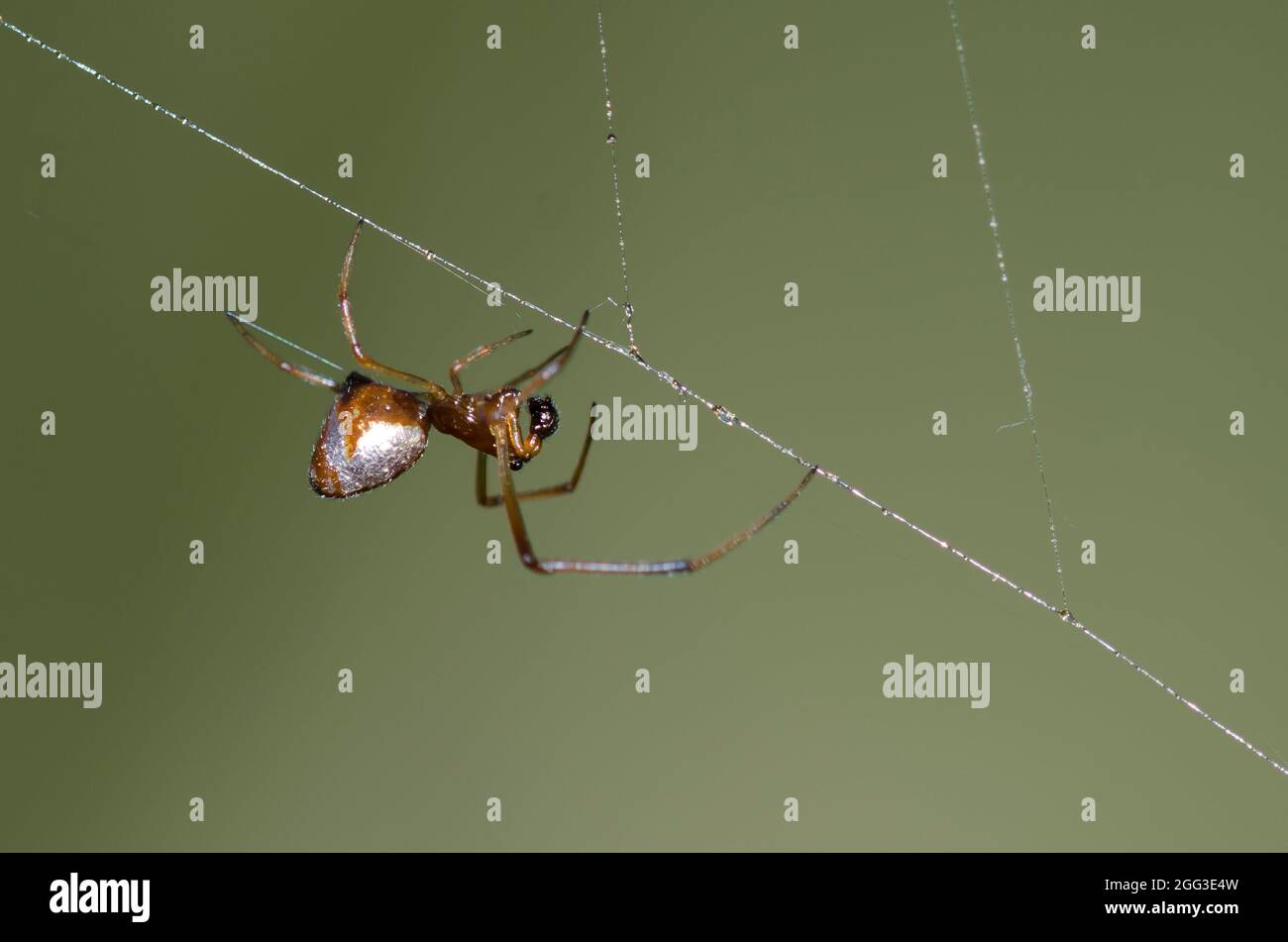 Pousykely Spider, Argyrodes sp., homme, dans le site web de cleptoparasite une argiope noir et jaune, l'Argiope aurantia Banque D'Images