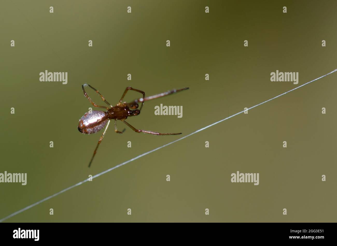 Pousykely Spider, Argyrodes sp., homme, dans le site web de cleptoparasite une argiope noir et jaune, l'Argiope aurantia Banque D'Images