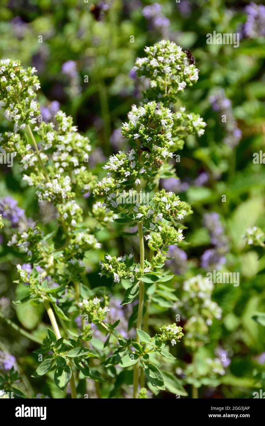 Origan, marjolaine sauvage, Origan, Origanum vulgare, szurokfű, Hongrie, Magyarország, Europe Banque D'Images