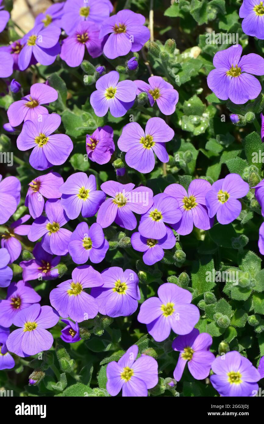 Aubretia, Blaukisse, Aubrieta x cultorum, pázsitalto, Hongrie, Magyarország, Europe Banque D'Images