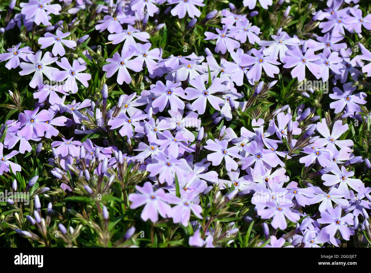 Aubretia, Blaukisse, Aubrieta x cultorum, pázsitalto, Hongrie, Magyarország, Europe Banque D'Images