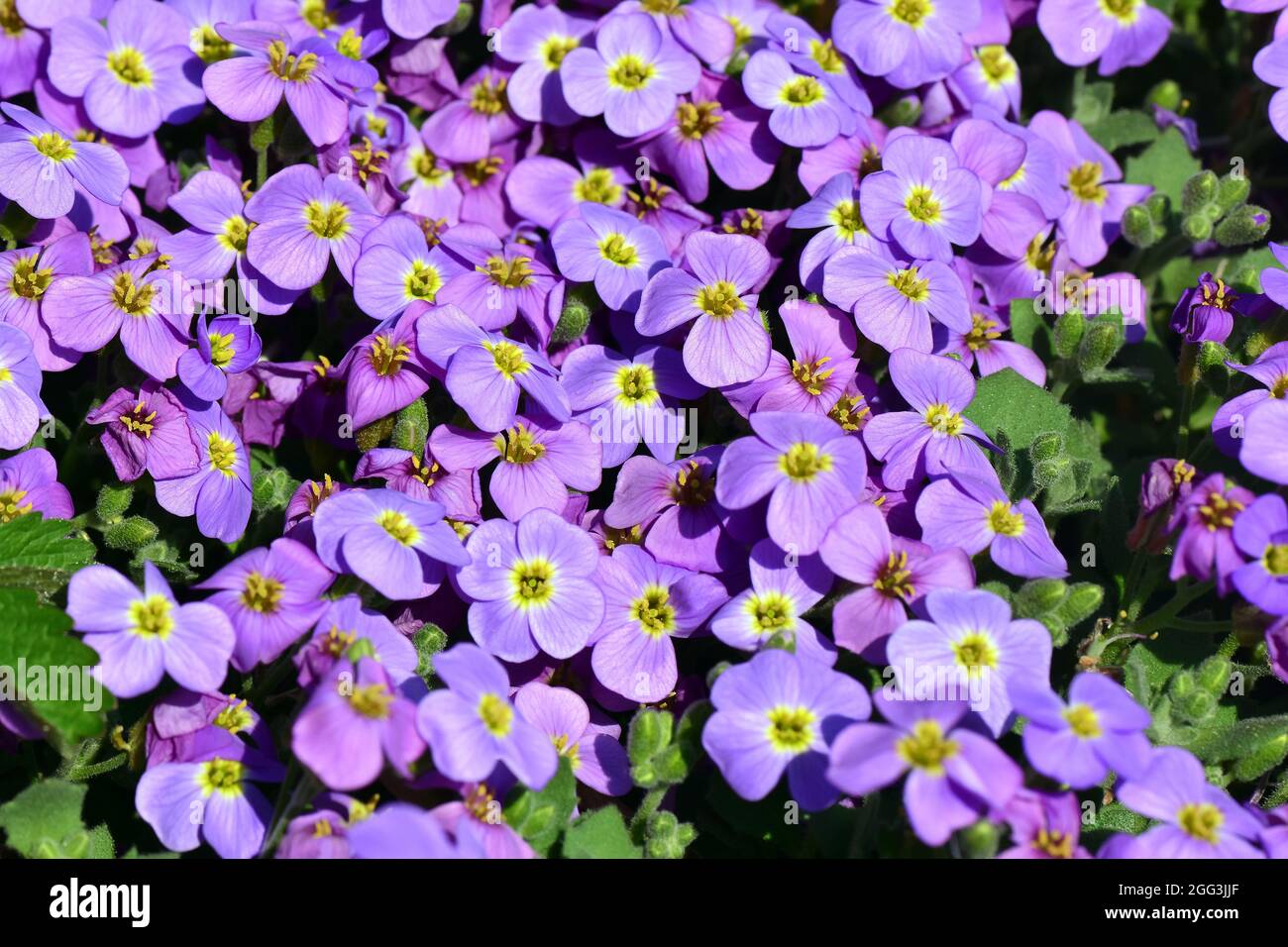 Aubretia, Blaukisse, Aubrieta x cultorum, pázsitalto, Hongrie, Magyarország, Europe Banque D'Images