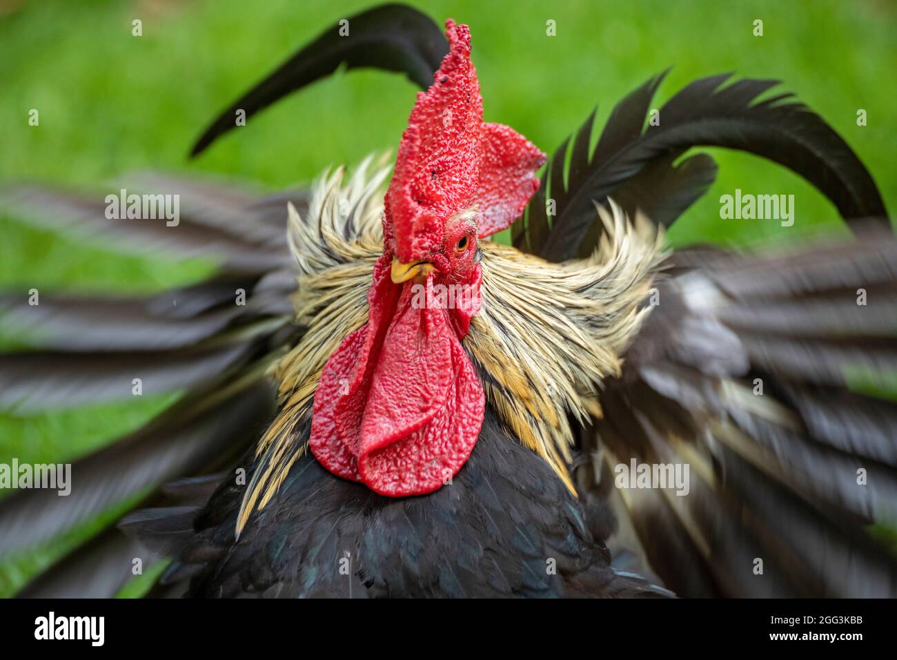 bantam cock, Basse-Saxe, Allemagne Banque D'Images