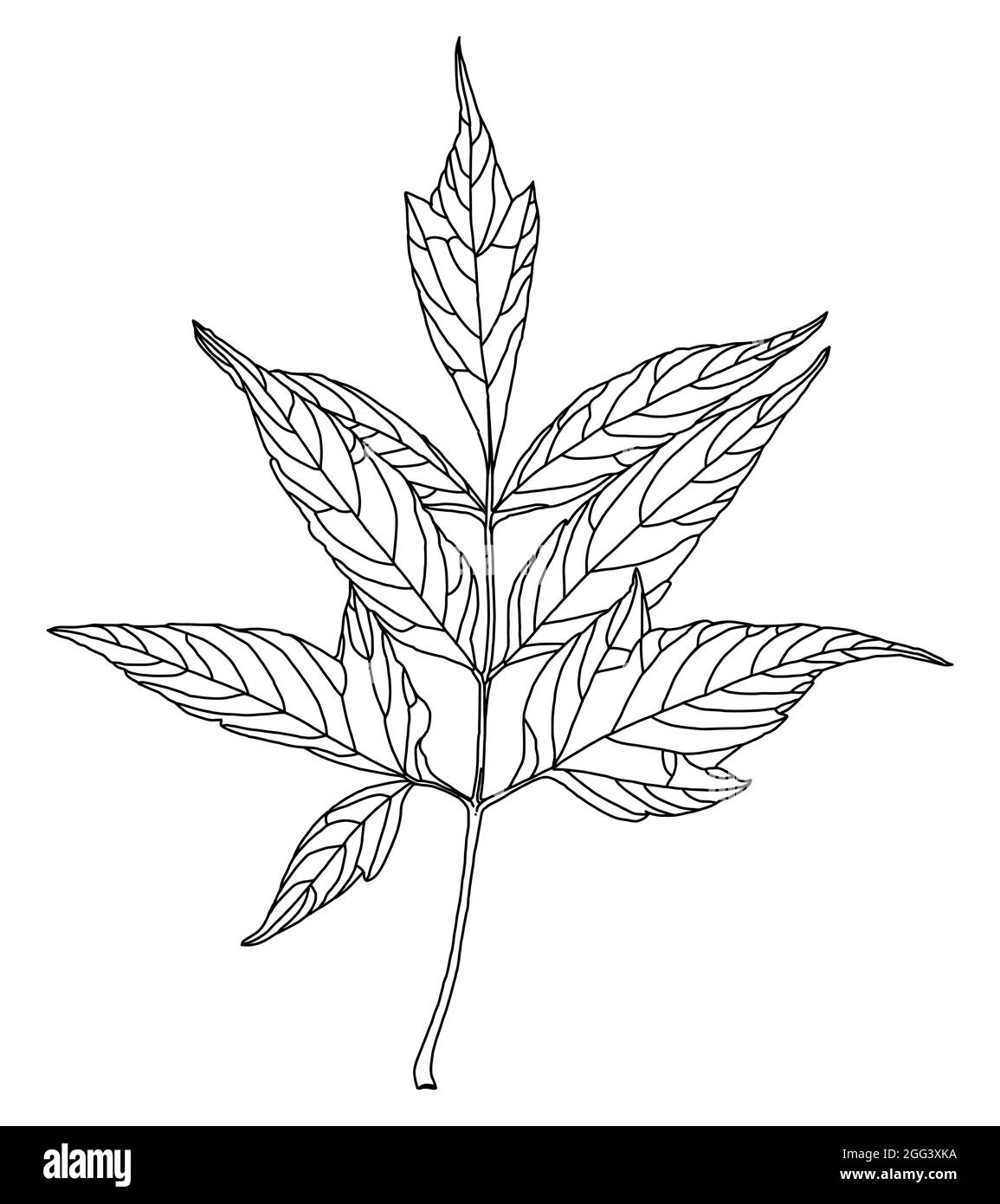 Graphiques linéaires noirs de feuilles d'érable à feuilles de frêne isolées sur fond blanc. Illustration vectorielle. Élément pour le design dans le style des dessins au trait. Illustration de Vecteur