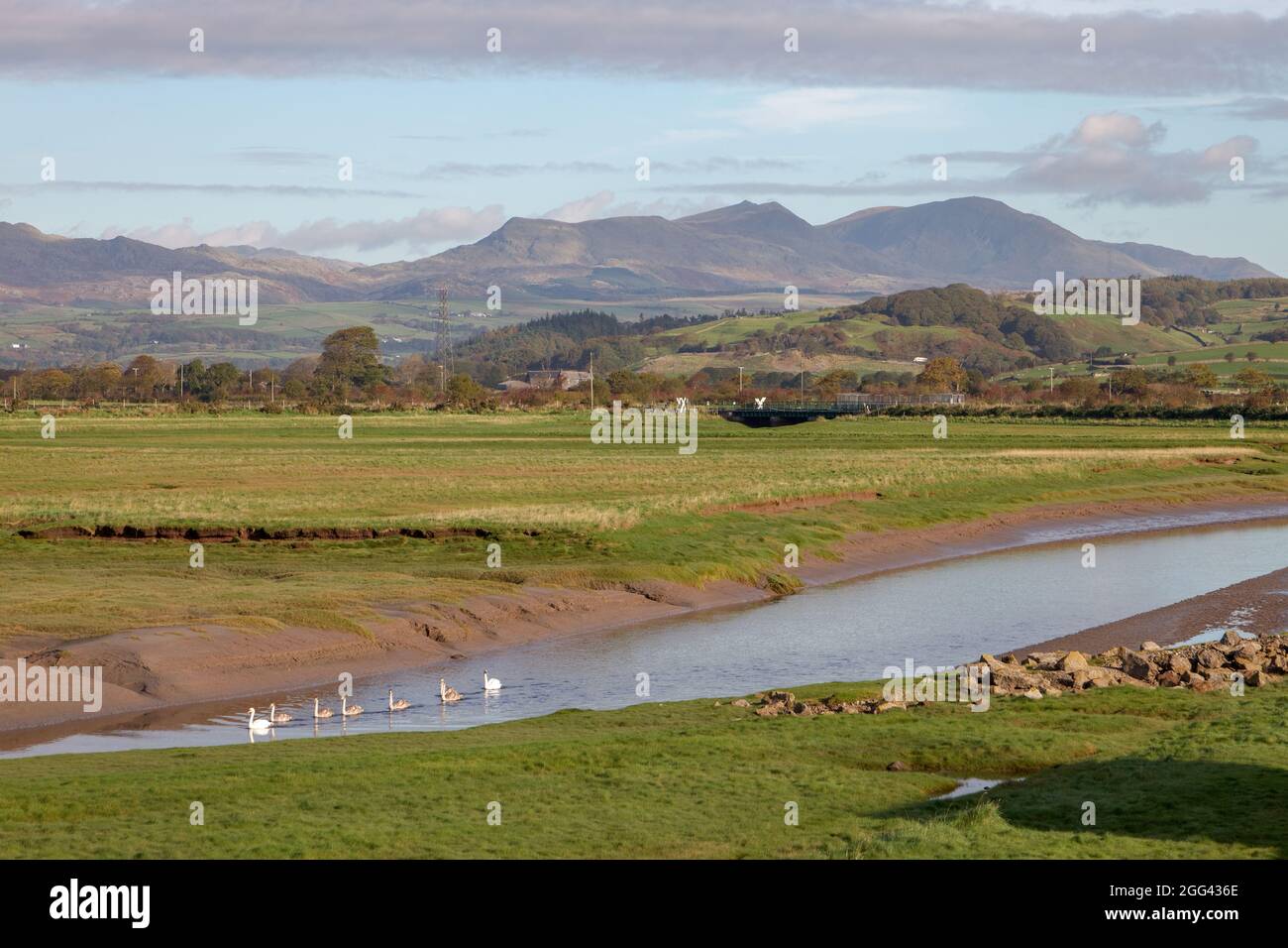 Swans sur Kirkby Pool, près de là où il rejoint l'estuaire de Duddon, avec Lake District Fells et le chemin de fer côtier au loin Banque D'Images