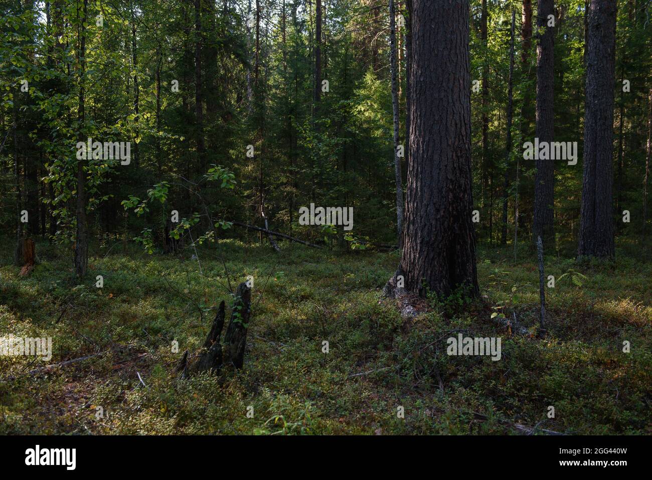 Une section de forêt qui a été restaurée après un incendie de forêt. Des traces de feu sont encore visibles à la base des troncs d'arbre. Banque D'Images