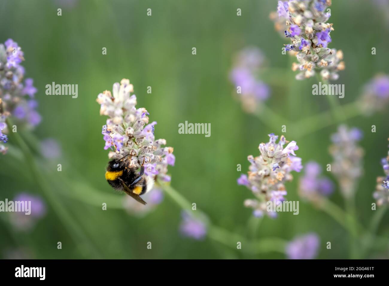 Magnifique bourdon sur une lavande en été Banque D'Images