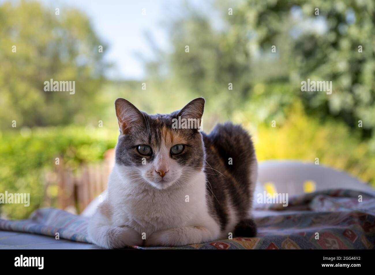 Portrait d'un chat tricolore calico à l'extérieur, gros plan Banque D'Images